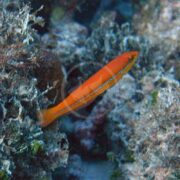 An orange fish with a long, slender body and a blue stripe along its side swims near rocky coral underwater.