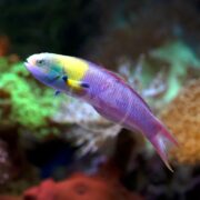 A colorful fish with a yellow head, blue face, and pink-purple body swims near coral in a vibrant underwater scene.