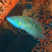 A brightly colored fish with blue and green stripes swims near orange coral in clear water. The fish has a yellow spot on its side and intricate patterns along its body.