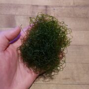 A hand holding a tangled clump of thin, dark green seaweed strands over a wooden surface.