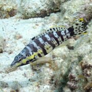 A spotted and striped fish with yellow, black, and brown markings swims near a sandy, rocky ocean floor with patches of coral and algae.