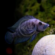 A close-up of a dark blue, spotted fish swimming near a round, light-colored rock, with a blurred green background.