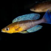 A vibrant yellow fish with blue fins and tail swims against a dark background. Another, less visible fish appears in the blurred background.