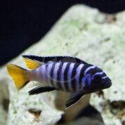 A colorful fish with bold black and white vertical stripes and a vibrant yellow tail swims near a light-colored rock in an aquarium.