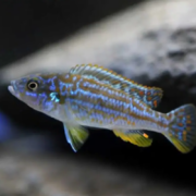 A colorful fish with blue and yellow stripes swims in front of a blurred, rocky background in an aquarium.