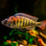 A colorful cichlid fish with vibrant blue, yellow, and red markings swims in an aquarium with blurred plants in the background.