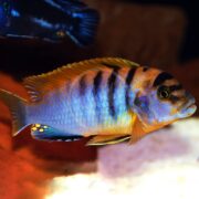 A colorful tropical fish with orange, blue, and yellow scales and dark vertical stripes swims in an aquarium with a blurred background.