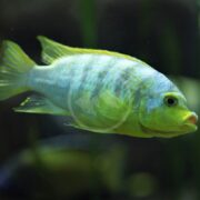 A close-up of a green and yellow fish with blue hues swimming in an aquarium, with a blurred dark background and hints of aquatic plants.