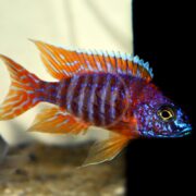 CICHLID - PEACOCK GERMAN RED Aulonocara sp. 