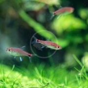 Three small, colorful fish swim in a lush, green aquarium with plants and blurred foliage in the background. The fish have red and blue coloring and appear to be swimming mid-water.