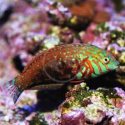 A colorful fish with red and green patterns swims among vibrant, purple and pink coral in an underwater scene.