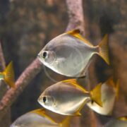 Two silver fish with yellow-tipped fins swim near a branch underwater, with additional fish partially visible in the background.