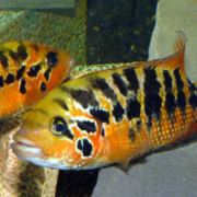 Two orange fish with black vertical spots and patterns on their bodies swim in an aquarium near a light-colored rock. The fish have large eyes and visible fins.