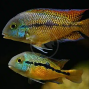 Cichlid Nicaraguense Hypsophrys Nicaraguensis