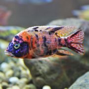 A vibrant orange and blue cichlid fish swims in an aquarium, with patterned fins and a speckled face. Pebbles and blurred rocks are visible in the background.