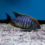 A colorful fish with blue and orange markings swims near the sandy bottom of an aquarium, with a blue background behind it.
