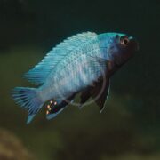 A vibrant blue cichlid fish with spiky dorsal fins and orange spots on its tail fin swims against a dark, blurred background.