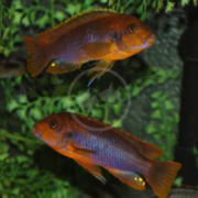 Two orange and purple fish swim side by side in an aquarium with green plants in the background.