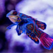 The DRAGONET - BLUE MANDARIN Synchiropus splendidus elegantly swims against a soft blue and white background, showcasing its vibrant blue, orange, and red patterns with detailed scales that emphasize its colorful and exotic allure.