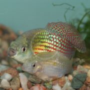 Two colorful fish, one with red and blue spots and the other pale with subtle stripes, are side by side on gravel at the bottom of an aquarium with some green plants in the background.