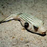 A dead pufferfish with pale skin and dark stripes lies on sandy ocean floor, its eyes open and mouth slightly buried in the sand.