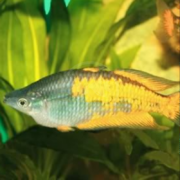 A colorful fish with a blue-green head and tail, and a yellow-orange band running along its body, swims in an aquarium with green aquatic plants in the background.