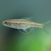 A small, slender fish with a translucent body and a bright orange stripe running from its head to its tail, swimming in clear water with a greenish background.