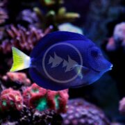 A blue tang fish with a vibrant blue body, yellow tail, and black markings swims near colorful coral in an aquarium setting.
