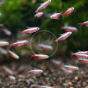 A group of small neon tetra fish with bright blue and red coloring swim together in an aquarium with a gravel substrate and green plants in the background.