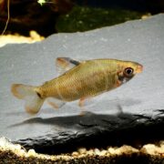 A small, silver-green fish with translucent fins swims above a dark, flat rock in an aquarium with gravel and some algae in the background.