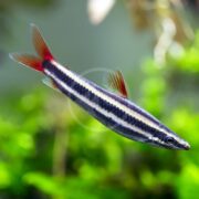 A colorful fish with black and white horizontal stripes, red-tipped fins, and a pointed snout swims in front of a blurred green aquatic background.