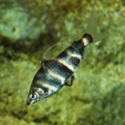 A single fish with a silver body and dark vertical stripes swims underwater against a blurred, greenish background.