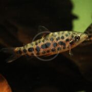 A close-up of a spotted fish with an elongated body and dark spots on a pale background, swimming in an aquarium with a dark, shadowy background.