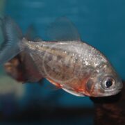A close-up of a silver and reddish piranha swimming in clear blue water, with detailed scales and fins visible. Another fish is partially visible in the background.