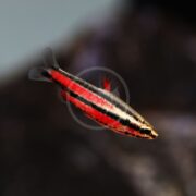 A small fish with striking red and black horizontal stripes swims in clear water against a dark, blurred background.