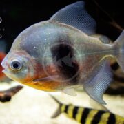 A close-up of a silver fish with a round body and large eye swimming in an aquarium. The fish has hints of red near its gills, and another striped fish is visible in the background.