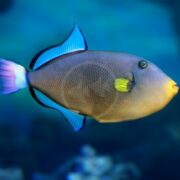 A colorful triggerfish with a yellow patch on its cheek, blue-edged fins, and a pink-tipped tail swims in clear blue water.