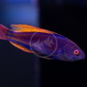 A vibrant fish with a purple body, orange-tipped fins, and blue wavy markings swims against a dark background. Its eye is orange with a black pupil.
