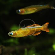 Close-up of two small, colorful fish with iridescent yellow and orange bodies swimming in an aquarium with a dark, blurred green background.
