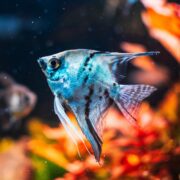 The ANGELFISH - FW BLUE ZEBRA Pterophyllum scalare swims gracefully in an aquarium, with its delicate fins fanned out against a backdrop of blurred orange and red aquatic plants, creating a colorful underwater scene.