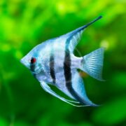 A vibrant ANGELFISH - FW PHILIPPINE BLUE Pterophyllum scalare with long fins and two vertical black stripes swims against a blurred green background.