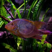 A colorful fish with iridescent blue spots and reddish fins swims in front of green aquatic plants in an aquarium.