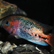 A colorful fish with a mix of red, blue, and black markings swims near rocks in a dimly lit aquarium.