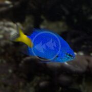 In a dim aquarium, the vibrant DAMSEL - YELLOWTAIL BLUE Chrysiptera parasema glides gracefully, its intricate scale patterns vividly highlighted against a dark background, creating a mesmerizing aquatic spectacle.