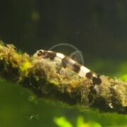 A small black and white striped fish rests on a mossy, algae-covered branch underwater in an aquarium setting with a green, blurred background.