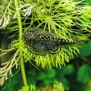 A small, black and yellow patterned fish rests on bright green aquatic plants with thin, feathery leaves. The background is lush and filled with greenery.
