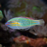 A colorful fish with blue, yellow, orange, and green stripes swims in an aquarium with a blurred background of coral and aquatic plants.
