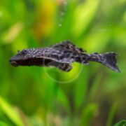 A close-up of a black and grey plecostomus catfish swimming in an aquarium, with green aquatic plants blurred in the background.