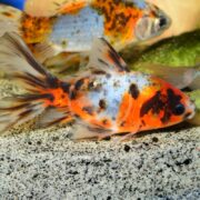 An eye-catching calico goldfish, featuring vibrant orange, black, and white patterns, gracefully swims alongside a POND FISH - GOLDFISH SHUBUNKIN in a clear tank above the textured light substrate.