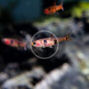 A small Harlequin Rasbora fish with an orange body and a distinctive black patch swims in an aquarium, with blurred fish and aquatic plants in the background.
